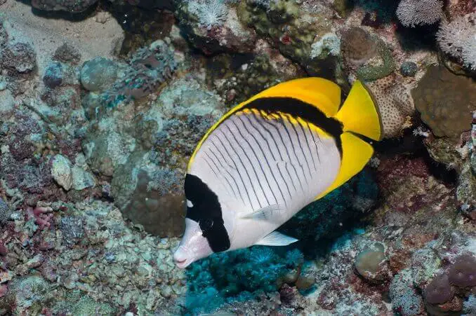 Lined Butterflyfish