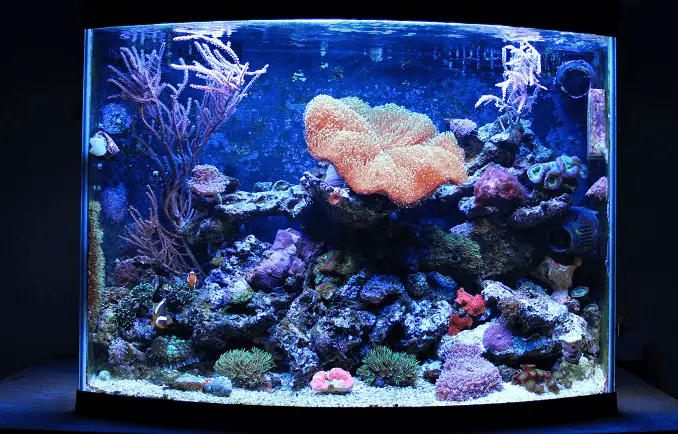 Nano Coral Reef Aquarium