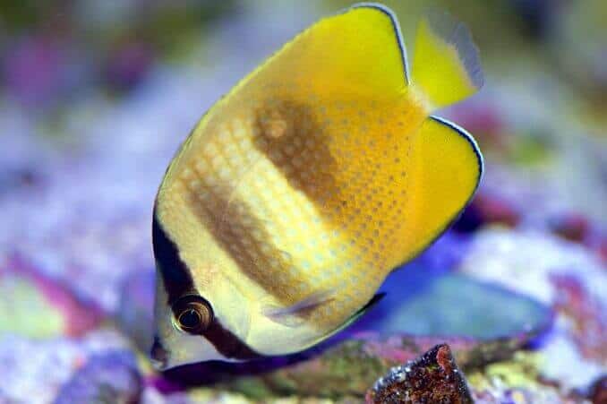 Orange Butterflyfish