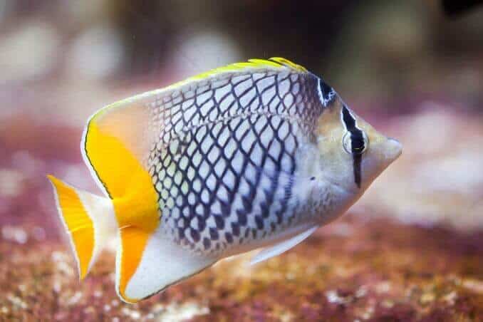 Pearlscale Butterflyfish