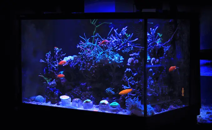 tropical fish tanks for sale