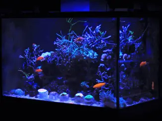 What Size Fish Tank Should I Get Blog Banner