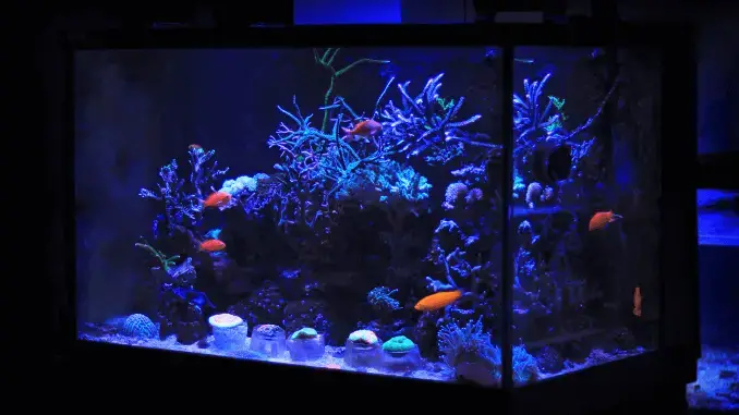 What Size Fish Tank Should I Get?