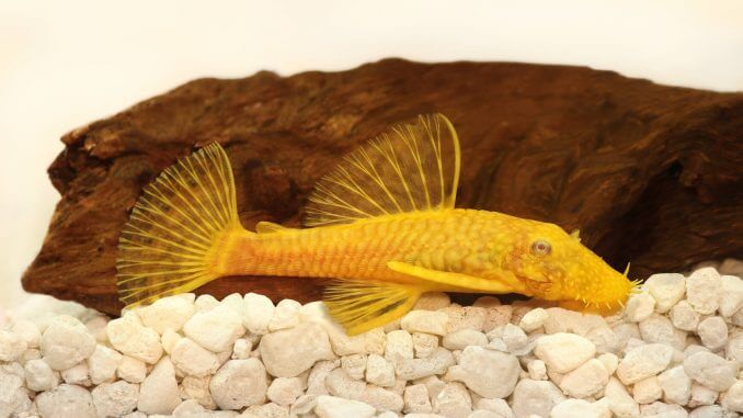 14 Must Have Algae Eaters for Your Aquarium Article Banner
