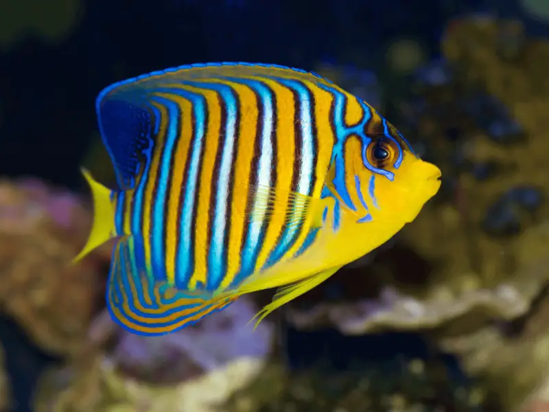 17 Best Freshwater Aquarium Fish [Images & Descriptions] Fishkeeping