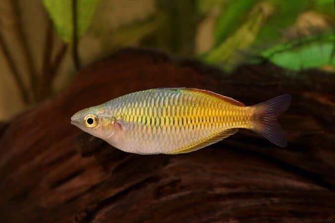 Boeseman’s Rainbowfish