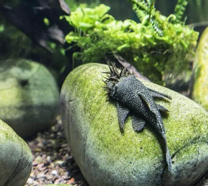 A bristlenose pleco resting on the rocky surface of a tank