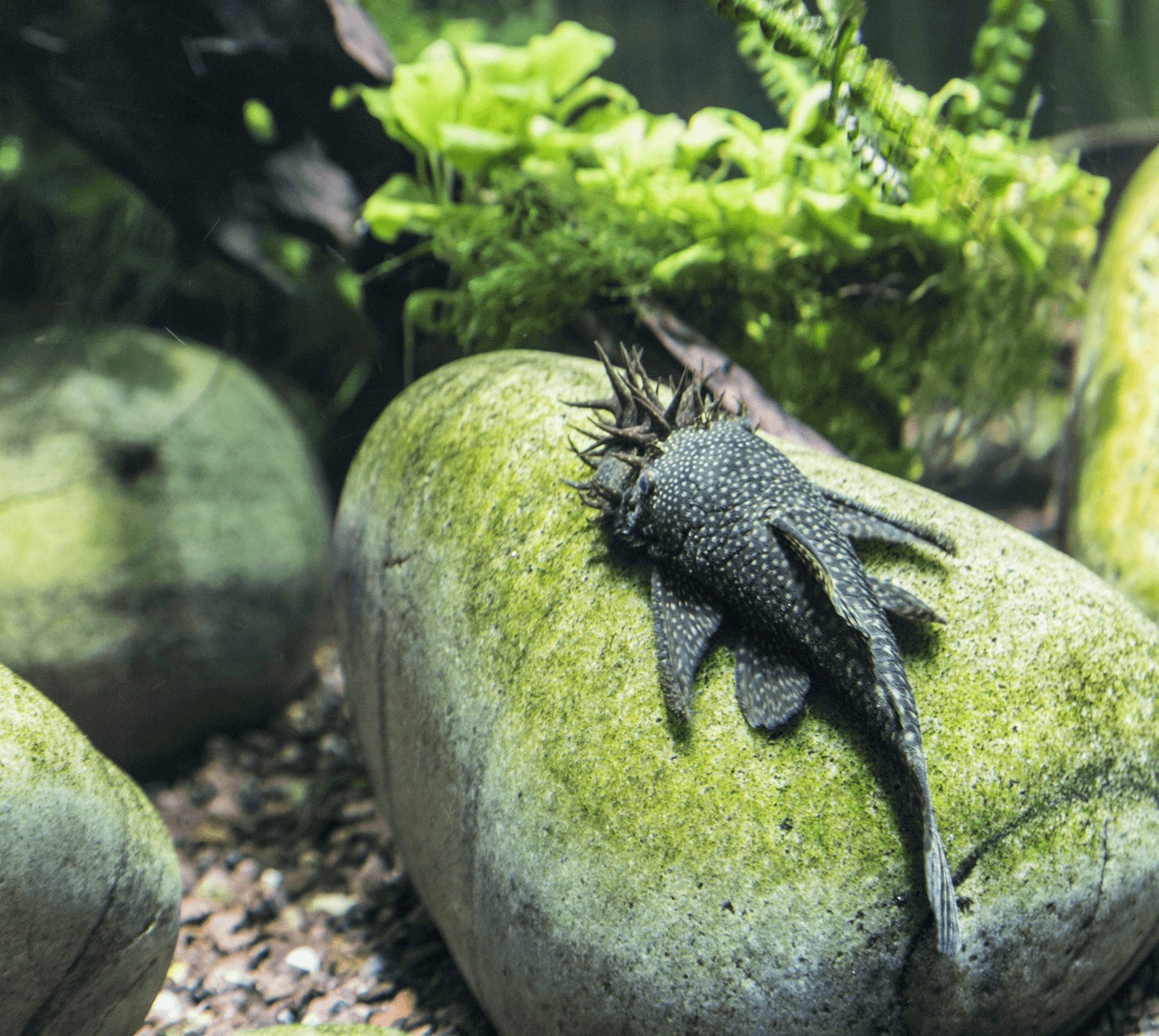 https://www.fishkeepingworld.com/wp-content/uploads/2018/02/Bristlenose-Pleco-Care-Guide-Diet-Habitat-and-Breeding-Banner.png