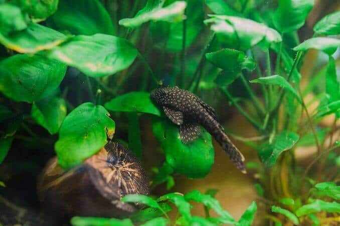 A bristlenose pleco swimming amongst aquarium plants and driftwood