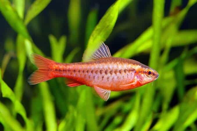 Cerise Barb