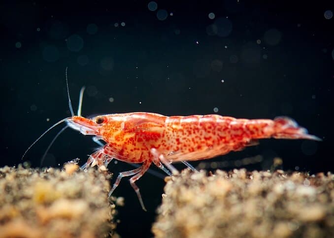 Cherry shrimp close up near aquarium substrate