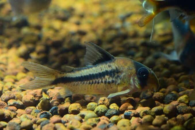 Corydoras Catfish