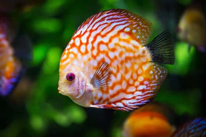 Discus