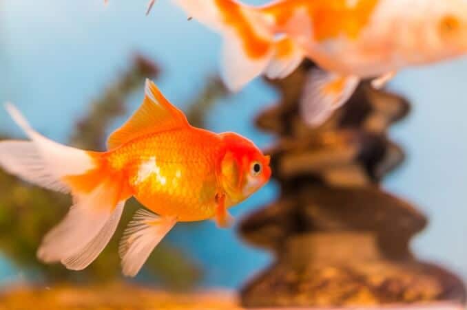 Goldfish