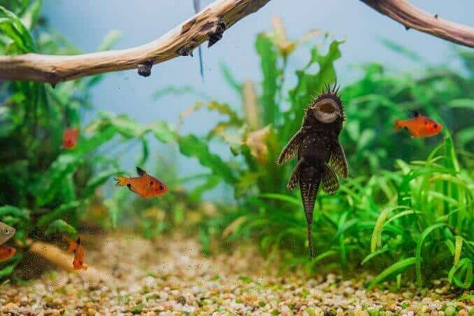 A male bristlenose pleco swimming with tank mates in a planted aquarium