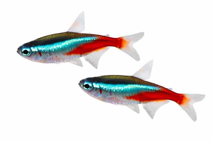 Neon Tetra