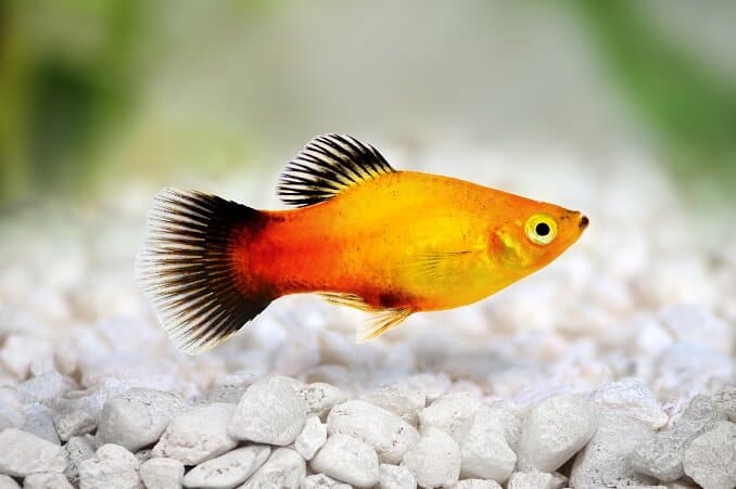 Sunburst Platy