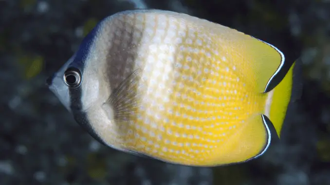 14 Popular Saltwater Fish for Beginners Banner 14 Popular Saltwater Fish for Beginners Banner