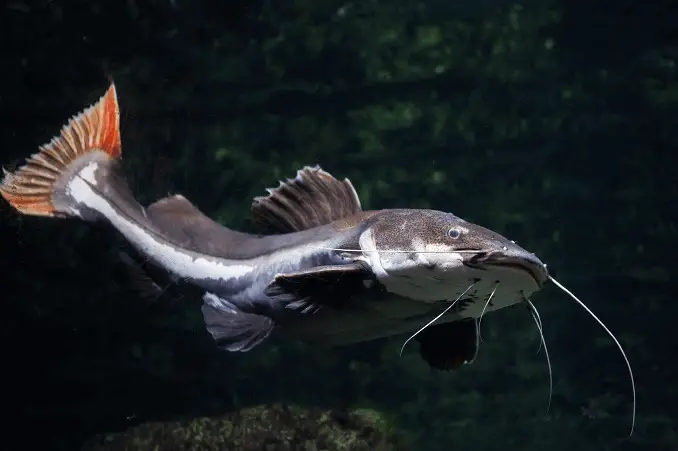 Redtail catfish swimming in a dark, rocky aquarium