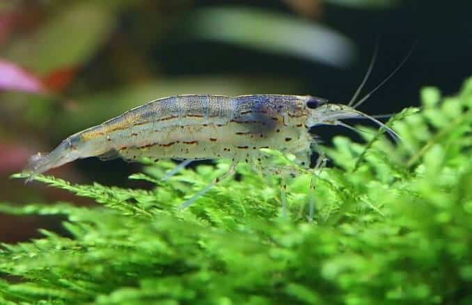 Amano Shrimp on java moss