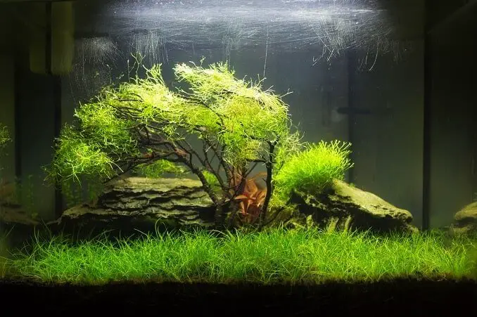 Aquascaped Aquarium