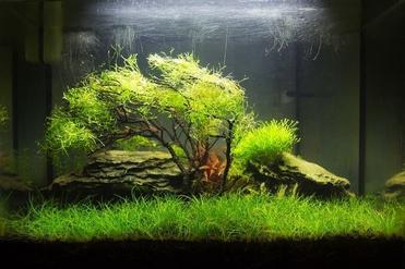 Java Moss  Light Fish