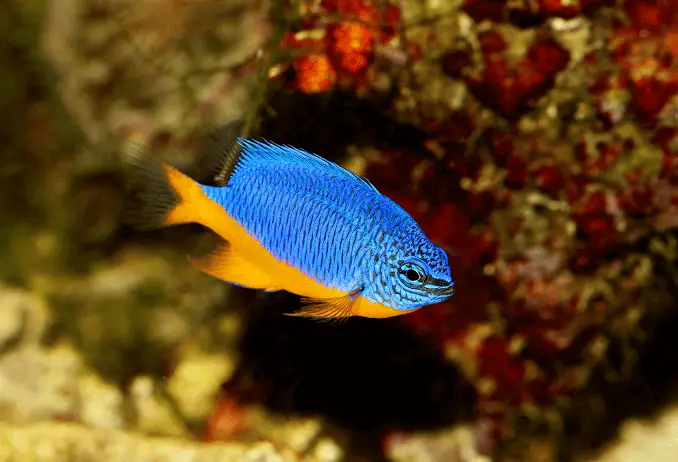 Azure Damselfish