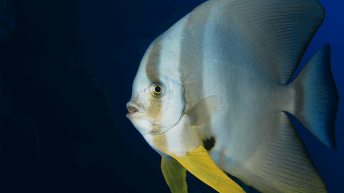 Batfish Care Guide, Tank Conditions, Tank Mates and Diet Banner