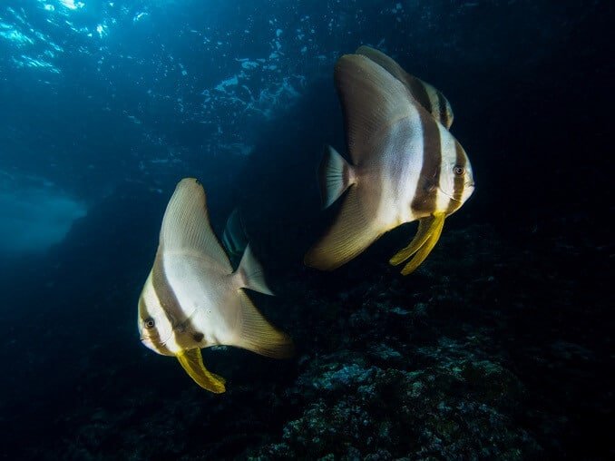 Batfish