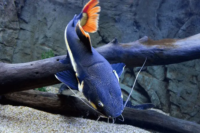 Redtail catfish swimming near submerged logs and rocky substrate