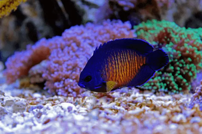 most beautiful reef safe fish