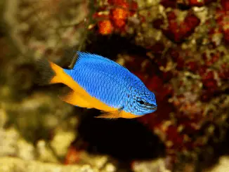 Damselfish Complete Care Guide for Blue, Yellow and More Banner
