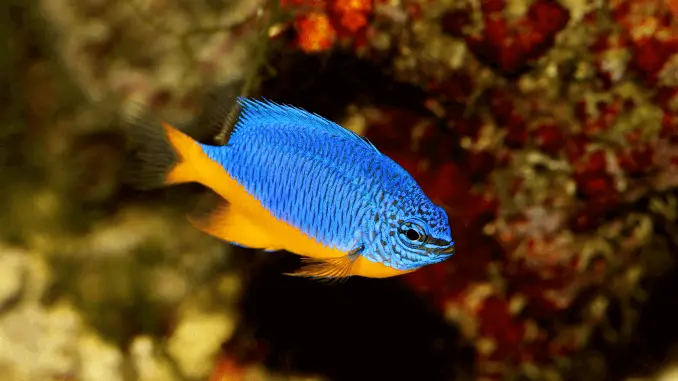 Damselfish Complete Care Guide for Blue, Yellow and More Banner