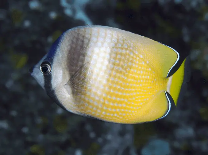 Klien's Butterflyfish