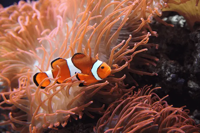 Ocellaris Clownfish