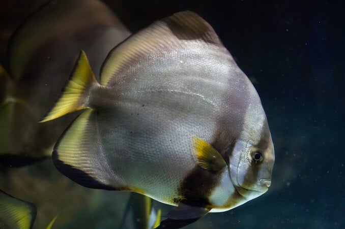 Orbiculate Batfish