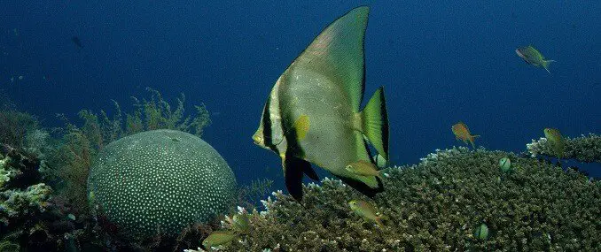 Pinnatus Batfish