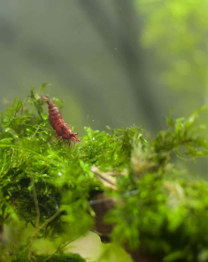 Java moss in an aquarium