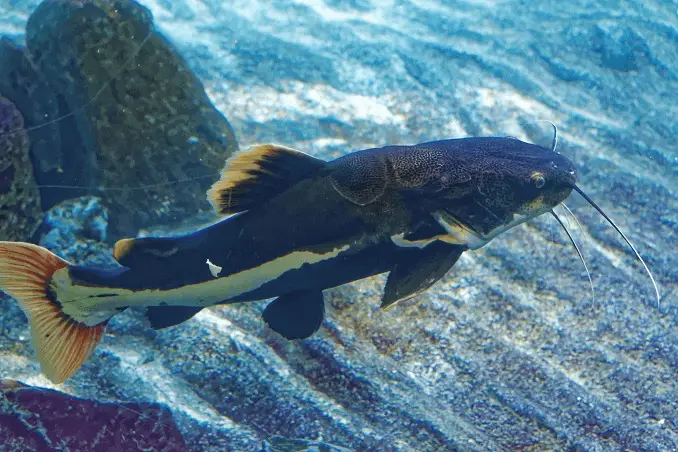 Redtail catfish swimming above sandy substrate in a decorated tank