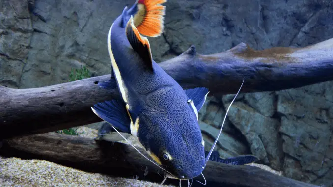 Redtail Catfish Diet, Tank Requirements Temperament and Tank Mates Banner Redtail Catfish Diet, Tank Requirements Temperament and Tank Mates Banner