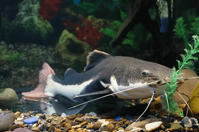 Closeup of a redtail catfish swimming near rocky substrate and Java fern