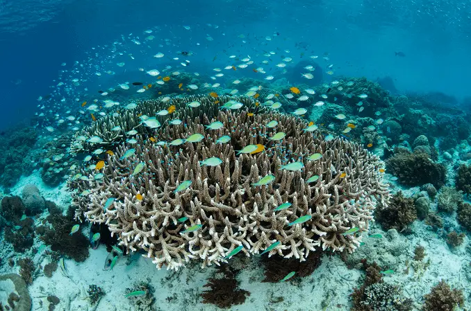 School of Damselfish