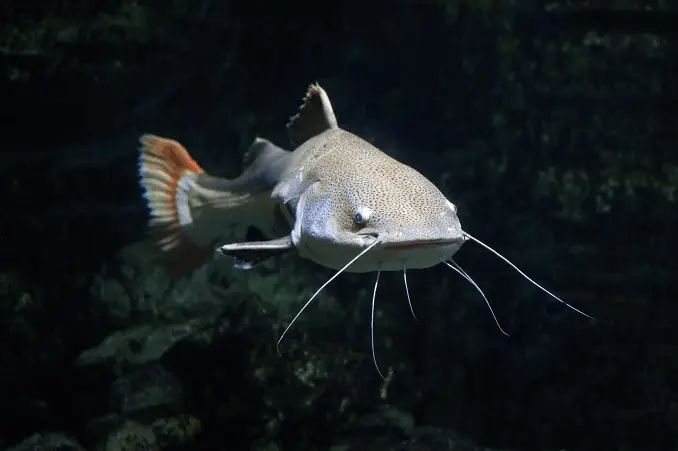 Redtail catfish swimming alone in a dark, rocky tank