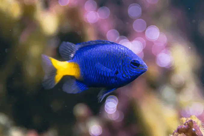 Yellowtail Damselfish