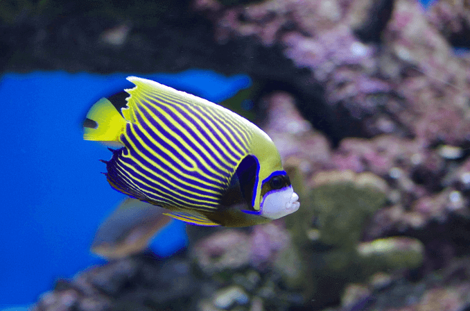 Emperor angelfish appearance
