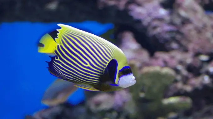 Emperor Angelfish The Complete Care Guide Banner