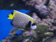 Emperor Angelfish The Complete Care Guide Banner