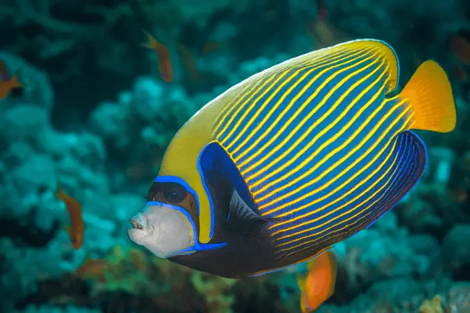 Emperor angelfish tank mates