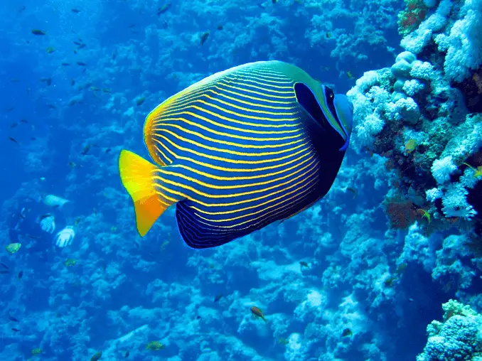 Emperor angelfish facts and overview
