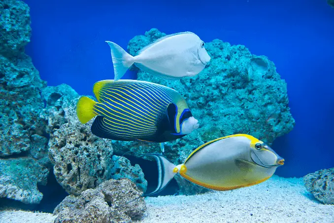 Emperor angelfish care